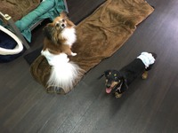 わん´Sのお部屋　風ちゃん&モアナちゃん 2017/11/25 21:52:00