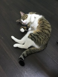 にゃんこのみぃーちゃん 2017/11/25 20:22:00