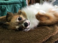 本日までお泊り　モアナちゃん 2017/11/27 20:52:00