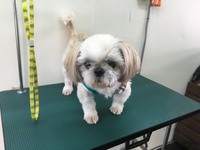シーズー　ももちゃん 2017/11/28 21:22:00