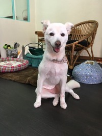 中型MIX犬　チョビくん 2017/12/05 20:52:00