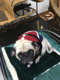 パグ犬のチッチちゃん 2017/12/08 21:42:00