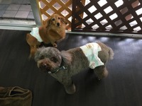 べッキーくんとメイくん 2017/12/11 22:22:00