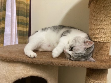 完全脱力 こねこちゃん