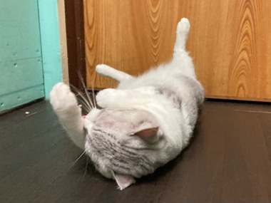 完全脱力 こねこちゃん