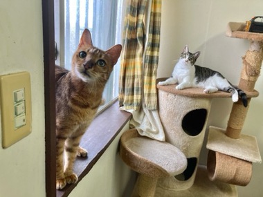 ペットショップねこぱんちのペットホテル・預かり情報をイメージできる写真