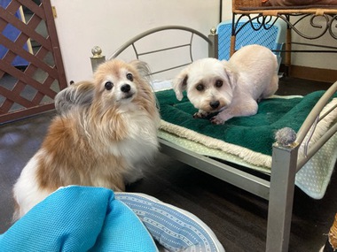 モアナちゃん 今日は大福くん＆もなかちゃんと一緒