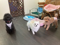 ハイコちゃん ちゃこ丸くん ゲストはベルちゃん♫