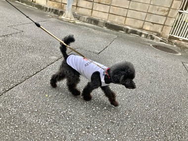 ちゃこ丸くん 今日は・・・