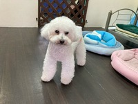 ハイコちゃん コタローくん お泊りわん´Sとゾーイちゃん