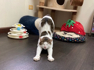 ねこぱんち Vol.4:チビくん お帰りです！！