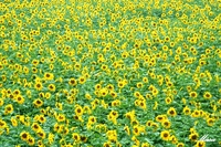むかし撮した写真たち－part 5 2018/10/08 23:19:15