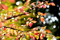 奥多摩の紅葉 2018/11/14 16:24:09