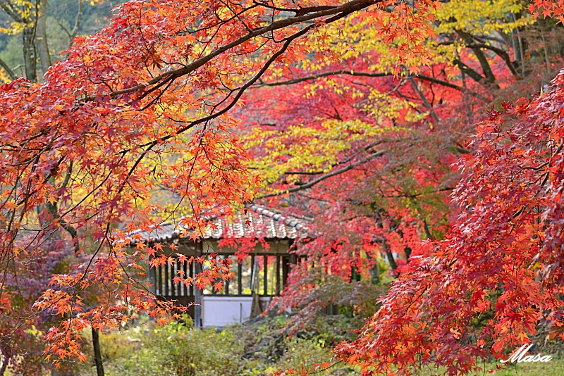 奥多摩の紅葉