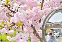 さくらとおじいさん 2019/04/20 19:41:25
