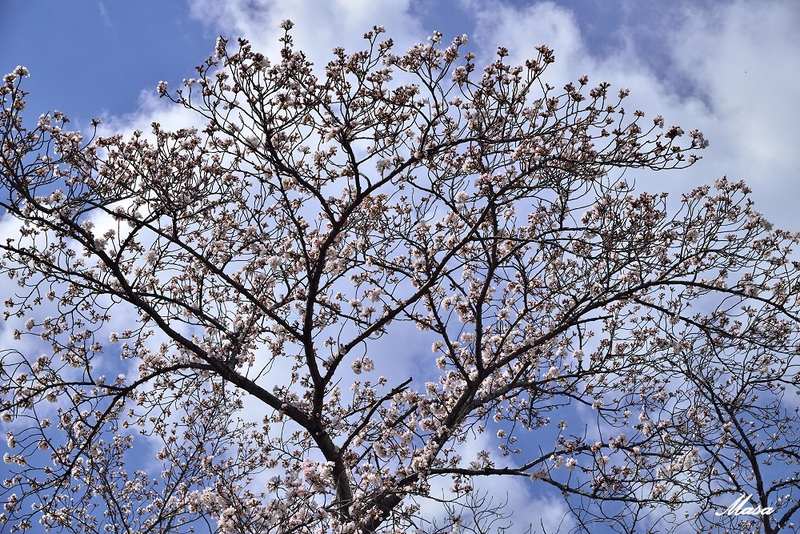 春なのに