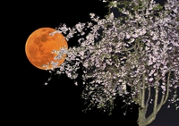 桜とスーパームーン 2020/04/09 21:26:46