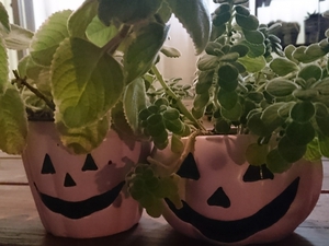 ✽ハロウィン