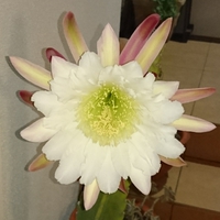 Ѱ咲いた.｡.:*♡ 2016/07/03 08:47:57