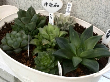 Ψサボさん狩り