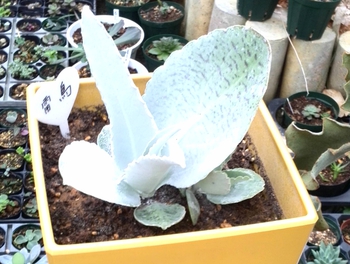 Ψサボさん狩り