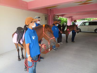 馬とふれ合い体験