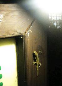 ヤモリ