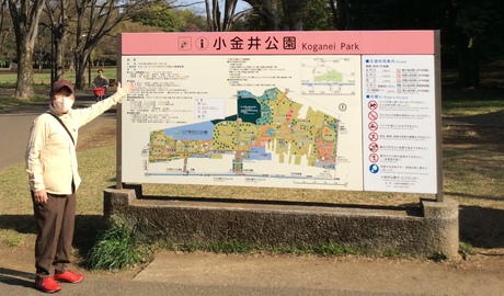 小金井公園の桜…まだまだ見頃