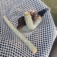 アデニュウムの再剪定