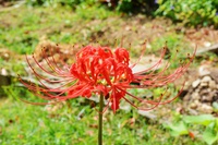 彼岸花