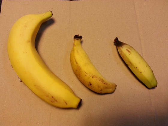 大きさ比べモンキーバナナ　三尺バナナ