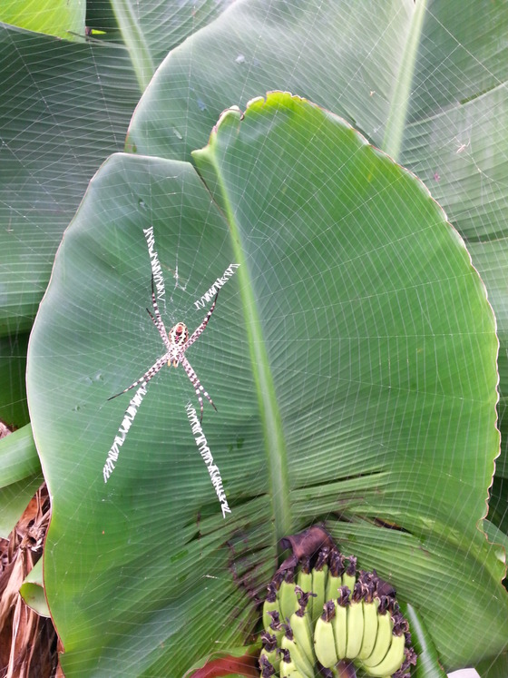 三尺バナナとローマ字蜘蛛 ぬうは Nuuha 農園のパイナップル 沖縄県東村のパイン農家