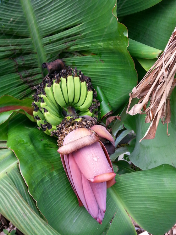 三尺バナナとローマ字蜘蛛 ぬうは Nuuha 農園のパイナップル 沖縄県東村のパイン農家