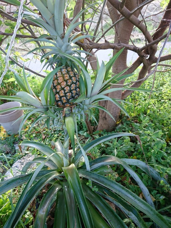 鉢植えでパイナップル栽培 ぬうは Nuuha 農園のパイナップル 沖縄県東村のパイン農家