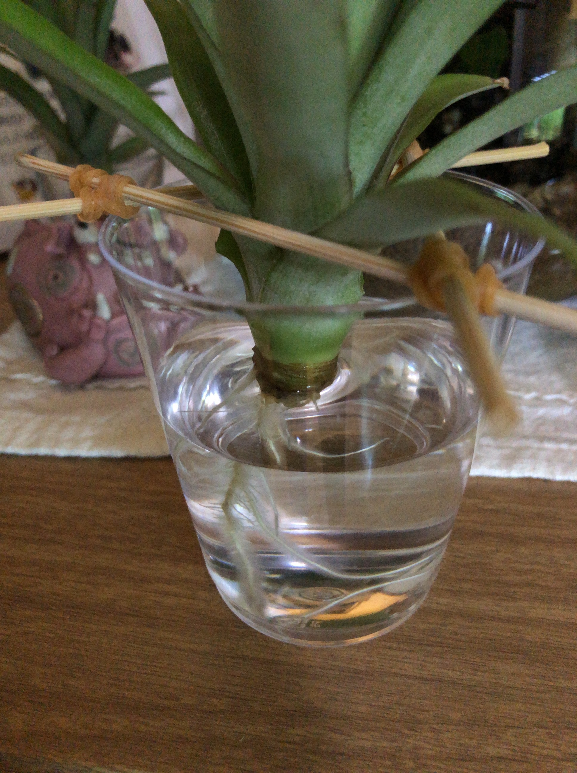 鉢植えでパイナップル栽培 ぬうは Nuuha 農園のパイナップル 沖縄県東村のパイン農家