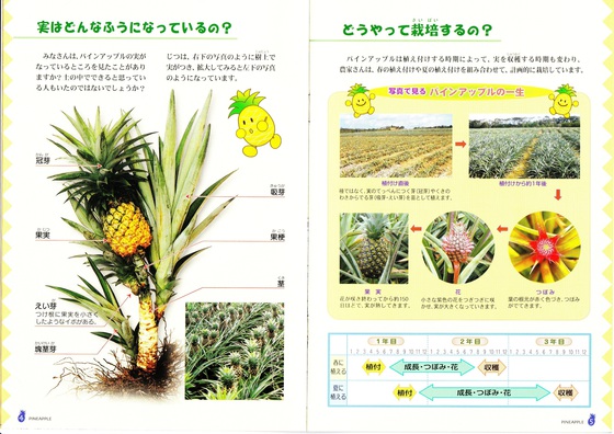 鉢植えでパイナップル栽培 ぬうは Nuuha 農園のパイナップル 沖縄県東村のパイン農家