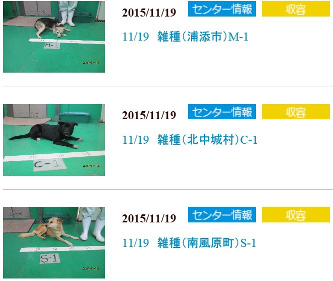 飼い主さんのお迎え待ってます！動物愛護管理センター収容情報（11/19）