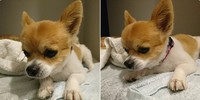 【読谷村瀬名波】迷子犬　チワワ（オス、ピンクの首輪）