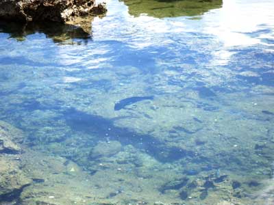 三線やｰ ﾅﾋﾞｨ三線のうちなｰたいむ 久米島 熱帯魚の家