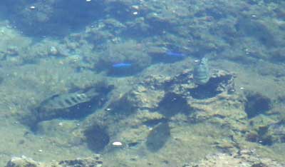 三線やｰ ﾅﾋﾞｨ三線のうちなｰたいむ 久米島 熱帯魚の家