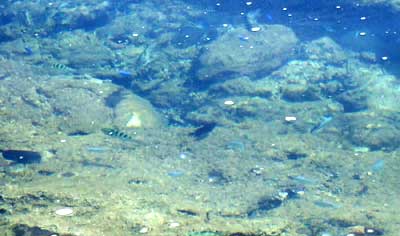 三線やｰ ﾅﾋﾞｨ三線のうちなｰたいむ 久米島 熱帯魚の家