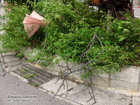 台風8号（モーラコット）