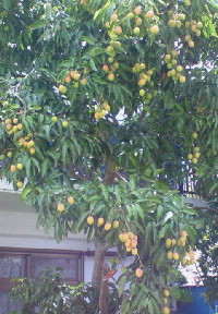 ライチの木 2008/05/28 08:18:06