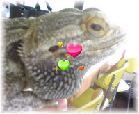 珍客様ご来店！ 2008/03/31 14:43:55