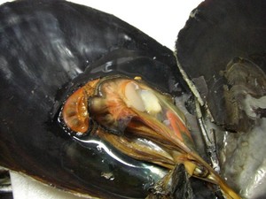 ユダヤミーバイしゃぶしゃぶ