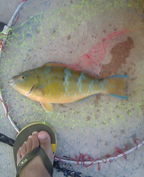 伊是名島2泊3日釣行記～１～