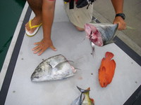 魚三昧＠ハッピー亭 2008/06/06 23:18:00