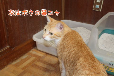 パブロフの猫さんたち