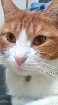 迷子の猫　チャーンを探して！