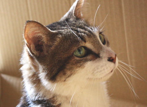チョビの変形性脊椎症(1):猫キャバ！